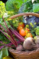 Paniers de légumes et d'herbes fraîchement cueillis - Betteraves rouges, tomates, aneth et chou-rave