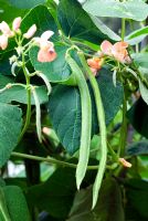 Phaseolus coccineus 'Celebration' - Haricots verts