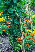 Tomate 'Moneymaker' cultivée en extérieur avec des soucis
