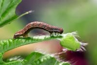 Caterpillar sur la nouvelle croissance des feuilles de hêtre