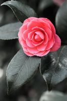 Camellia japonica 'Niobe'