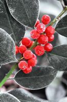 Ilex altaclarensis - Holly berris couvert de gel tôt le matin