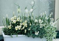 Jardinière à thème blanc pour le printemps avec Fritillaria meleagris 'Alba', Muscari botryoides 'Album', Oxalis adenophylla, Arabis caucasica 'Variegata' et Altos blancs