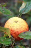 Malus 'Peasgood Nonsuch' - Apple
