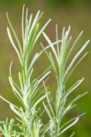 Helichrysum italicum - Curry Plant