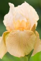 Iris 'Strathmore' - Iris barbu grand