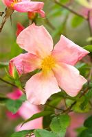 Rosa x odorata 'Mutabilis' - Rose de Chine