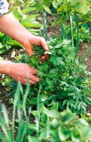 Pincer les pousses d'une plante herbacée vivace au début de l'été pour favoriser la croissance buissonnante. Le soi-disant 'Chelsea Chop'