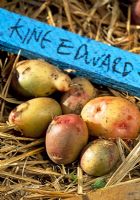 Pommes de terre King Edward