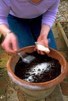 Ajout de granules retenant l'eau au compost en pot avant la plantation