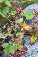 Rubus - mûre sauvage poussant à côté d'une route de campagne
