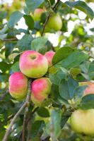 Malus - Pommes sur arbre en septembre