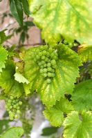 Vigne avec raisins verts poussant sur le mur