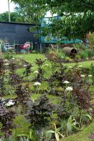 Fagus sylvatica - spirale de hêtre cuivré et Allium multibulbosum, trampoline pour enfants avec filet de sécurité et vieux rouleau de jardin en arrière-plan - École de conception de jardins de Lucy Redman
