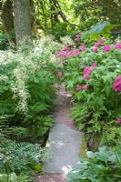 Chemin menant à travers un jardin boisé, grande pierre utilisée comme pont et Filipendula purpurea à droite
