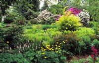 Polgonum, Trollius et Rhododendrons en parterre de fleurs mixtes