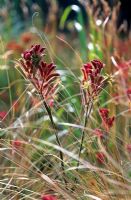 Anigozanthos flavidus et Carex buchananii dans le jardin 'Renew' RHS Hampton Court Flower Show