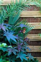 Ricinus communis avec une clôture en bambou et en broussailles dans le jardin 'Hideaway', RHS Hampton Court Flower Show