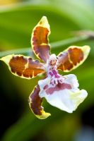 Oncidium Colmanara - Orchidée monarque de la jungle
