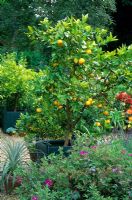 Oranger à Versailles jardinière dans un jardin de style méditerranéen en août. Conçu par Alan Titchmarsh à Barleywood, Hampshire.