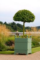 Prunus lusitanica taillé en topiaire mophead, dans le jardinier de Versailles dans les jardins italiens de Trentham, en août, conçu par Tom Stuart Smith.