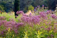 Verbena hastata 'Rosea' - Les jardins italiens de Trentham