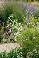 Sanguisorba tenuifolia alba - Les jardins italiens de Trentham