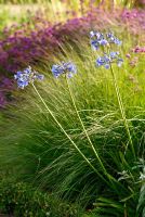 Agapanthus 'Headbourne Hybrids' soutenu par de l'herbe ornementale - Les jardins italiens de Trentham