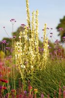 Verbascum 'Spica' et Verbena bonariensis - Les jardins italiens de Trentham
