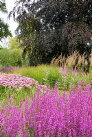 Nouvelle plantation de plantes vivaces et d'herbes mixtes, y compris Lythrum virgatum et Achillea dans les prairies florales et le pré naturel, conçue par Piet Oudolf à Trentham Gardens