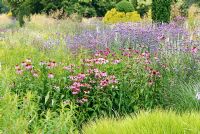 Vivaces mixtes et graminées ornementales, y compris Veronicastrum, Echinacea et Verbena bonariensis - Le jardin italien de Trentham conçu par Tom Stuart-Smith