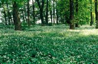 Allium hirsutum tapissant le sol dans les bois à feuilles caduques