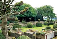 Têtes noueuses de tilleuls étêtés dans le jardin d'hiver avec au-delà de la tourmente et du jardin topiaire - Rodmarton Manor, Gloucestershire