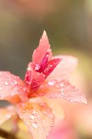 Spiraea bumalda - gouttes de rosée sur les feuilles émergentes