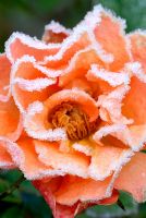 Thé rose miniature fleur en gelée