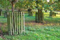 Arbres protégés par des enclos en bois