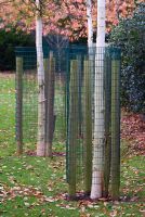 Jeunes bouleaux verruqueux protégés par des cages métalliques soutenues par des poteaux en bois