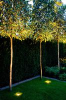 Uplighters illuminant les arbres dans le jardin
