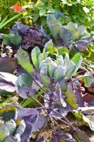 Brassica oleracea gemmifera 'Rubin'