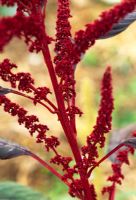 Amaranthus hypochondriacus - Amarante à grains