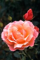 Rosa 'Délice parfumé'
