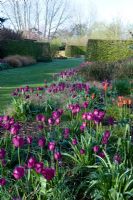 Les tulipes sont éclairées par une lumière qui jette un œil tôt le matin, pour leur donner forme et identité. Au-delà, il y a de hautes haies qui séparent les différentes 'pièces' qui composent le jardin - Broadview Gardens, Hadlow College, Kent.