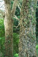 Écorce striée et sillonnée extraordinaire de Quercus suber, le chêne-liège - Blackpool Gardens