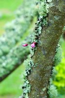 Cercis siliquastrum - Troncs d'arbres de Judée incrustés de lichens