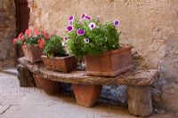Pétunia dans un pot à l'extérieur d'une vieille maison en Toscane, Italie