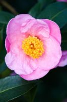 Camellia pitardii var. yunnanica