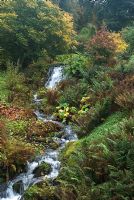 Le Scrape Burn - un ruisseau jaillissant avec des couleurs d'automne à Dawyck Botanic Garden, Peebleshire, Ecosse