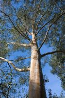 Eucalyptus archeri - Gomme de cidre alpin au Quinta arboretum, Cheshire
