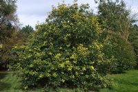 Quercus bicolor - Chêne blanc des marais au Quinta arboretum, Cheshire