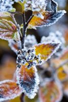 Feuillage d'automne et têtes de graines de Spiraea, pétillantes de gel en octobre